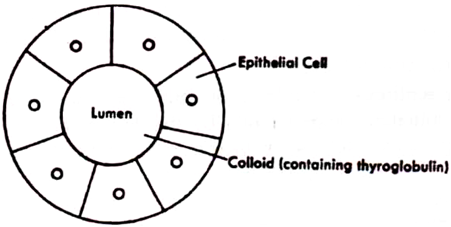 Biochemical and Physiologic Effects