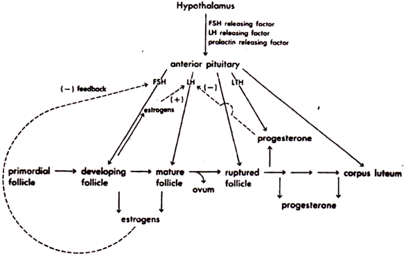 Endocrine Interrelationship Associated with Menstrual Cycle