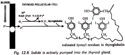 Iodide is Actively Pumped into the Thyroid Gland