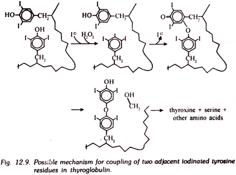 Possible Mechanism for Coupling