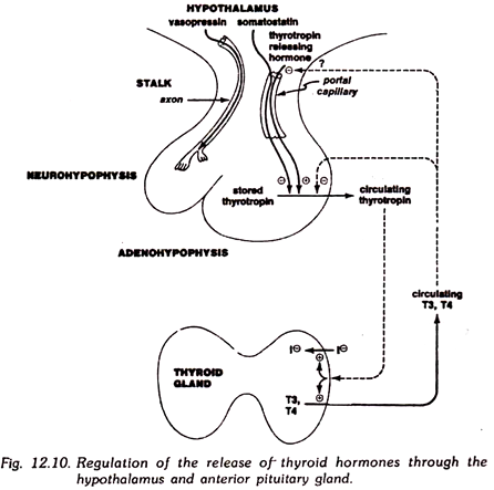 Regulation of the Release of Thyroid Hormones