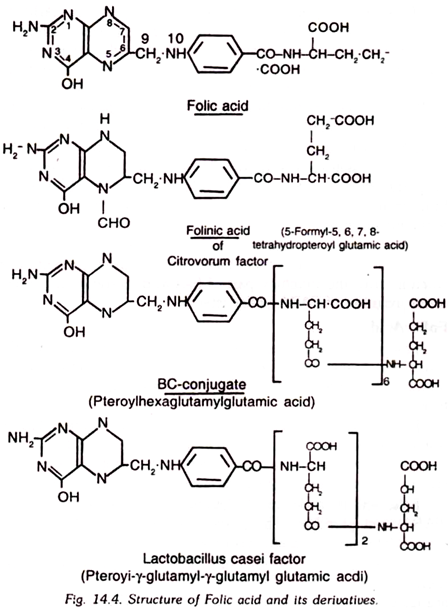 Structure of Folic Acid and its Derivatives