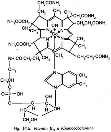 Vitamin B12